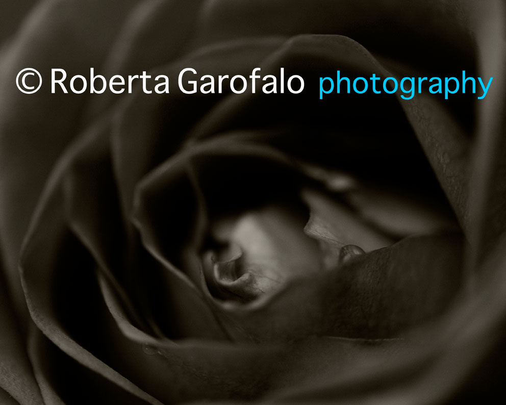 R.GAROFALO-1613-web Fotografia di rosa in bianco e nero